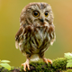 Illustration for article titled Owls